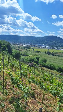 In den Weinlagen entlang des Fränkischen Rotwein-Wanderwegs unterhalb des Klosters Engelberg